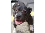 Adopt Gordan a Pit Bull Terrier