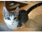 Adopt Shinigami a Domestic Short Hair