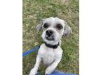 Adopt Zeus a Shih Tzu