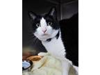 Adopt Ollie a Domestic Short Hair