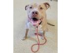 Adopt BooBoo a Pit Bull Terrier, Mixed Breed