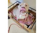 Adopt BooBoo a Pit Bull Terrier, Mixed Breed