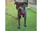 Adopt Rico Suave a Pit Bull Terrier