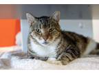 Adopt Chicken Nugget a Domestic Short Hair