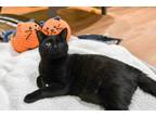 Adopt Farva a Domestic Short Hair