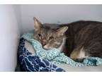 Adopt Cornbread a Domestic Short Hair