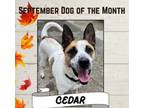 Adopt Cedar NJ a Australian Cattle Dog / Blue Heeler, Shepherd