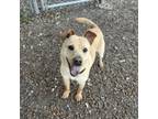 Adopt Buddy a Feist, Australian Cattle Dog / Blue Heeler