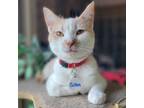 Adopt Colton a Domestic Short Hair