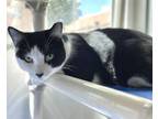 Adopt HANDSOME a Domestic Short Hair