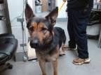 Adopt SHIELD a German Shepherd Dog, Mixed Breed