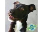 Adopt Pickles a Mixed Breed
