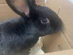 Adopt Tex a Bunny Rabbit