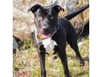 Adopt Leprechaun a Black Labrador Retriever, Terrier