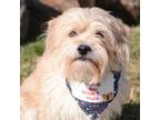 Adopt Collin a Lhasa Apso