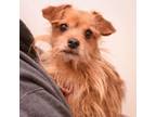 Adopt Rocky a Yorkshire Terrier