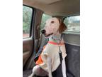 Adopt Oliver a Catahoula Leopard Dog, Beagle