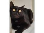 Adopt Dr Bones a Domestic Short Hair