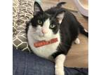 Adopt Jellybean a Domestic Short Hair