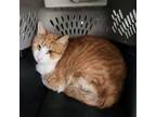 Adopt Carrot Top a Domestic Short Hair