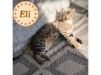 Adopt Eli a Bengal, Domestic Short Hair