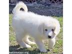 Adopt Polar in OH - Brave, Adventurous & Cuddly a Great Pyrenees