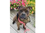 Adopt O`Malley a Boxer, Mixed Breed