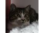 Adopt Henry a Domestic Short Hair