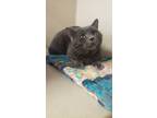 Adopt Douglas a Domestic Short Hair