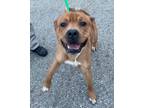 Adopt John A13- AVAILABLE a Staffordshire Bull Terrier