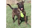 Adopt Vaughn (Neutered) (Photos 3/12/2024) a Mountain Cur