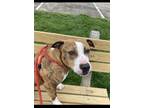 Adopt Tiger a Pit Bull Terrier, Mixed Breed