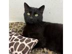 Adopt Tator a Domestic Short Hair