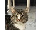 Adopt Mufasa a Domestic Short Hair