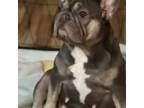 French Bulldog Puppy for sale in Warsaw, OH, USA