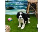 English Springer Spaniel Puppy for sale in Elroy, WI, USA