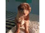 Aussiedoodle Puppy for sale in Harrisburg, PA, USA