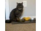 Adopt Trent a Tabby, Domestic Short Hair