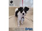 Adopt Oreo a Jack Russell Terrier, Poodle