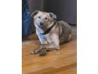 Adopt Colby Jack a Mountain Cur, Labrador Retriever