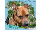 Adopt Ozark a Mixed Breed, German Shepherd Dog