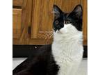 Adopt Blake a Domestic Medium Hair