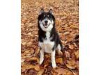 Adopt Koda a Husky