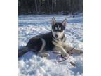 Adopt Merlin a Siberian Husky