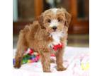 Maltipoo Puppy for sale in Baltic, OH, USA