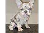 French Bulldog Puppy for sale in Mount Vernon, WA, USA