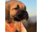 Mutt Puppy for sale in Tehachapi, CA, USA