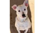Adopt Snow a Jack Russell Terrier, Mixed Breed