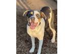 Adopt Cal a Mixed Breed