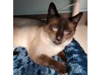 Adopt Raphael a Siamese